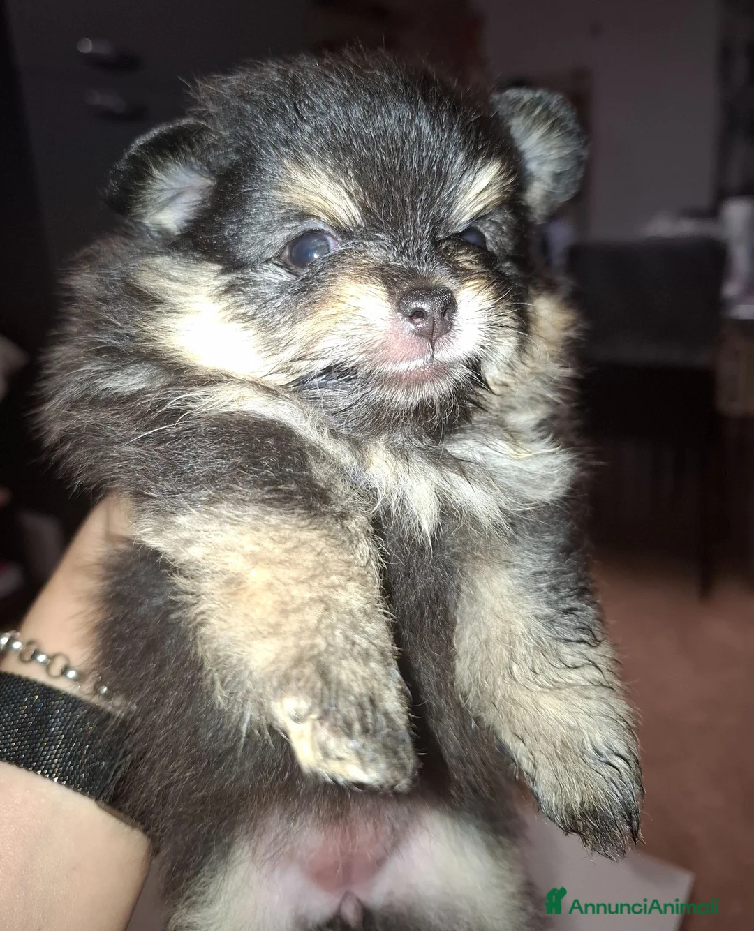 Volpino Pomerania cani in vendita: Femminuccia pomerania  - Annuncio 5