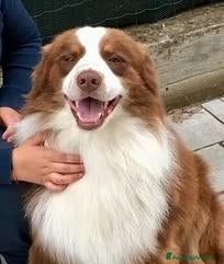 Australian Shepherd cani Pastore australiano per monte - Annuncio 9