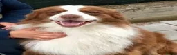 Australian Shepherd cani per accoppiamento: Pastore australiano per monte - Annuncio 1