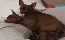 Chihuahua cani in vendita: Chihuahua femminucce  - Immagine 1
