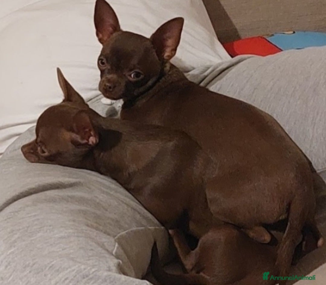 Chihuahua cani in vendita: Chihuahua femminucce  - Immagine 1