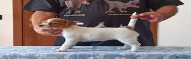 Jack Russell 6