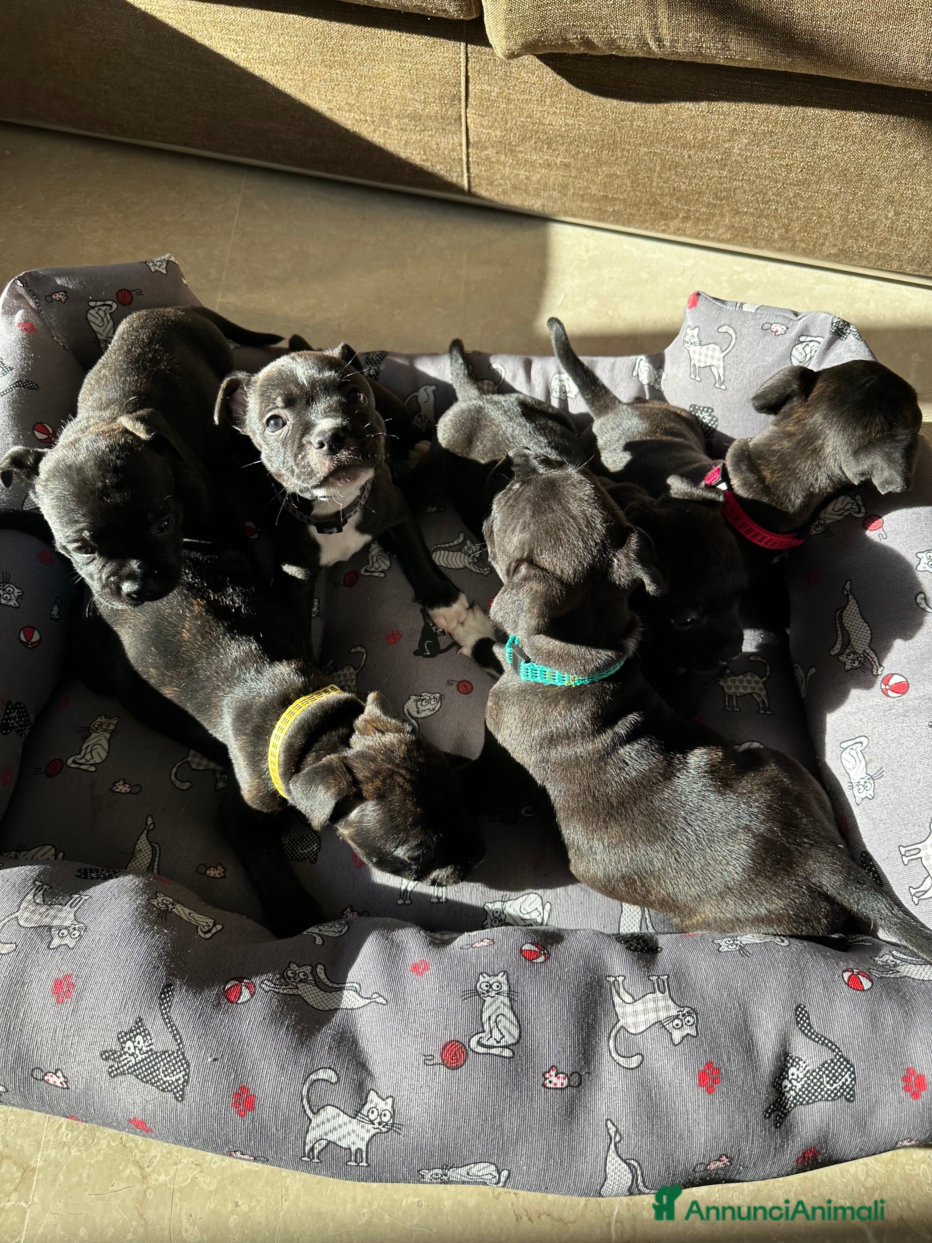 Staffordshire cani Staffordshire Bull Terrier (Staffy) - Annuncio 1