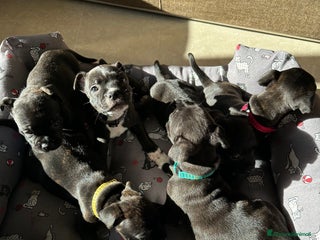 Staffordshire cani Staffordshire Bull Terrier (Staffy) - Annuncio 13