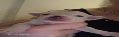 Chihuahua 2