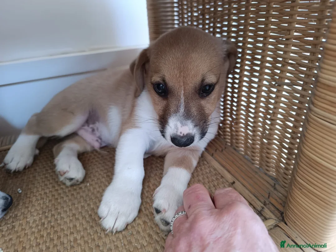 Meticcio cani in regalo: Cucciolo di taglia piccola  - Annuncio 5
