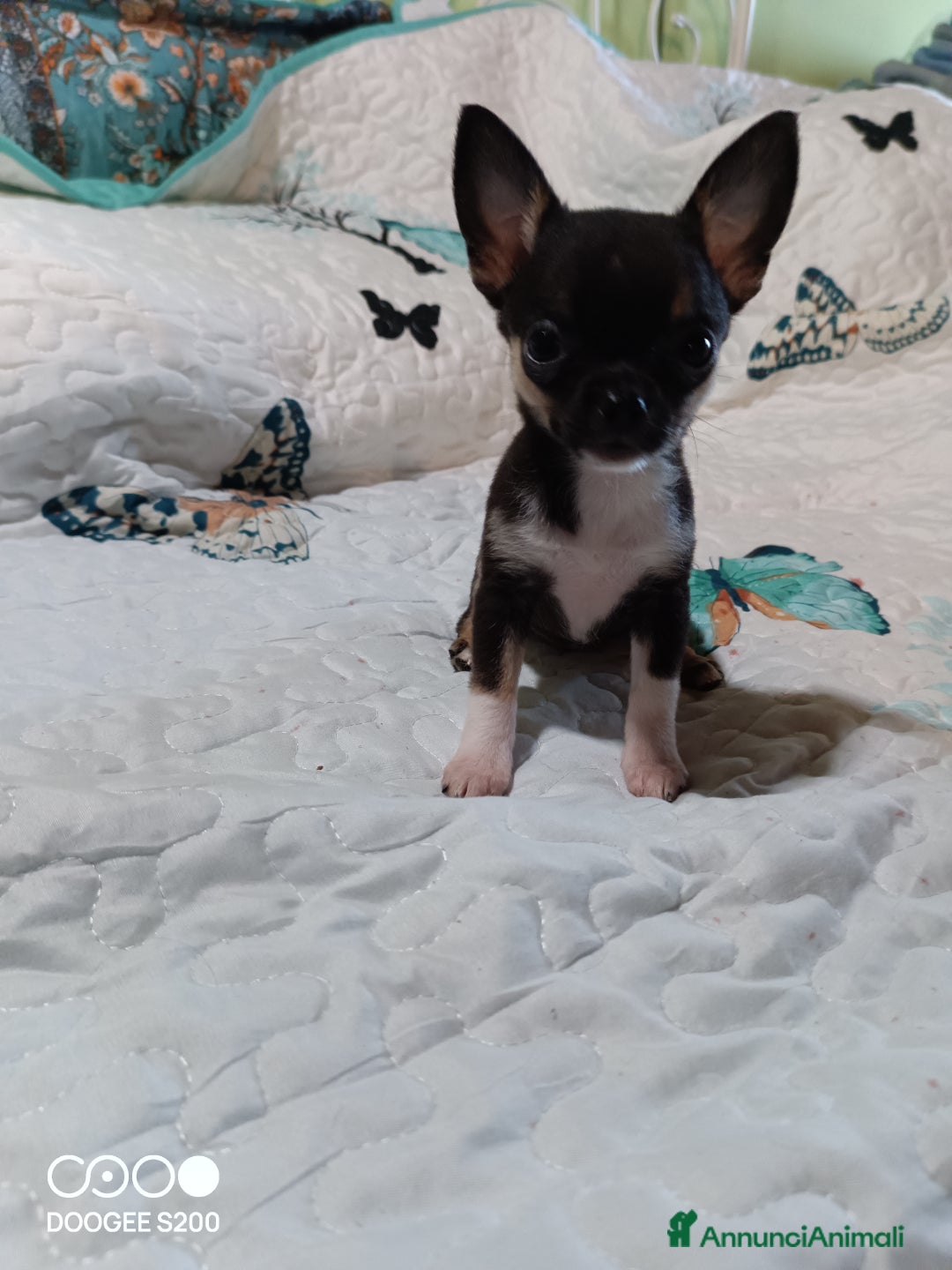 Chihuahua cani in vendita: Cucciole di chihuahua disponibili a Provincia di Mantova - Annuncio 3