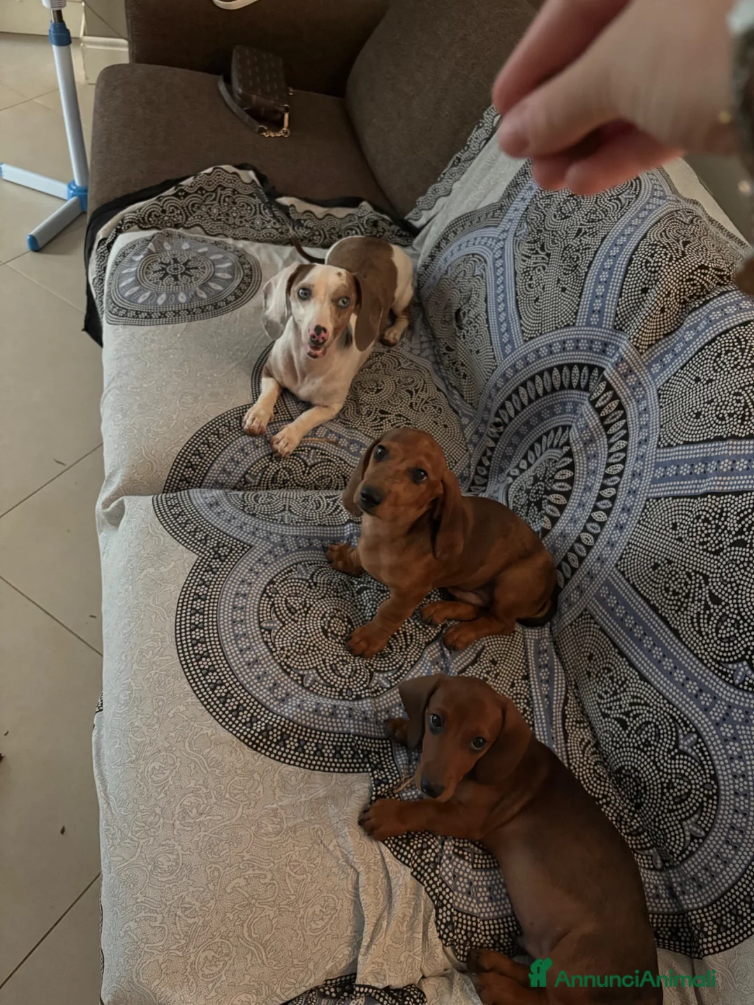 Bassotto cani in vendita: cuccioli di bassotto nano a pelo corto  a Provincia di Lecce - Annuncio 2