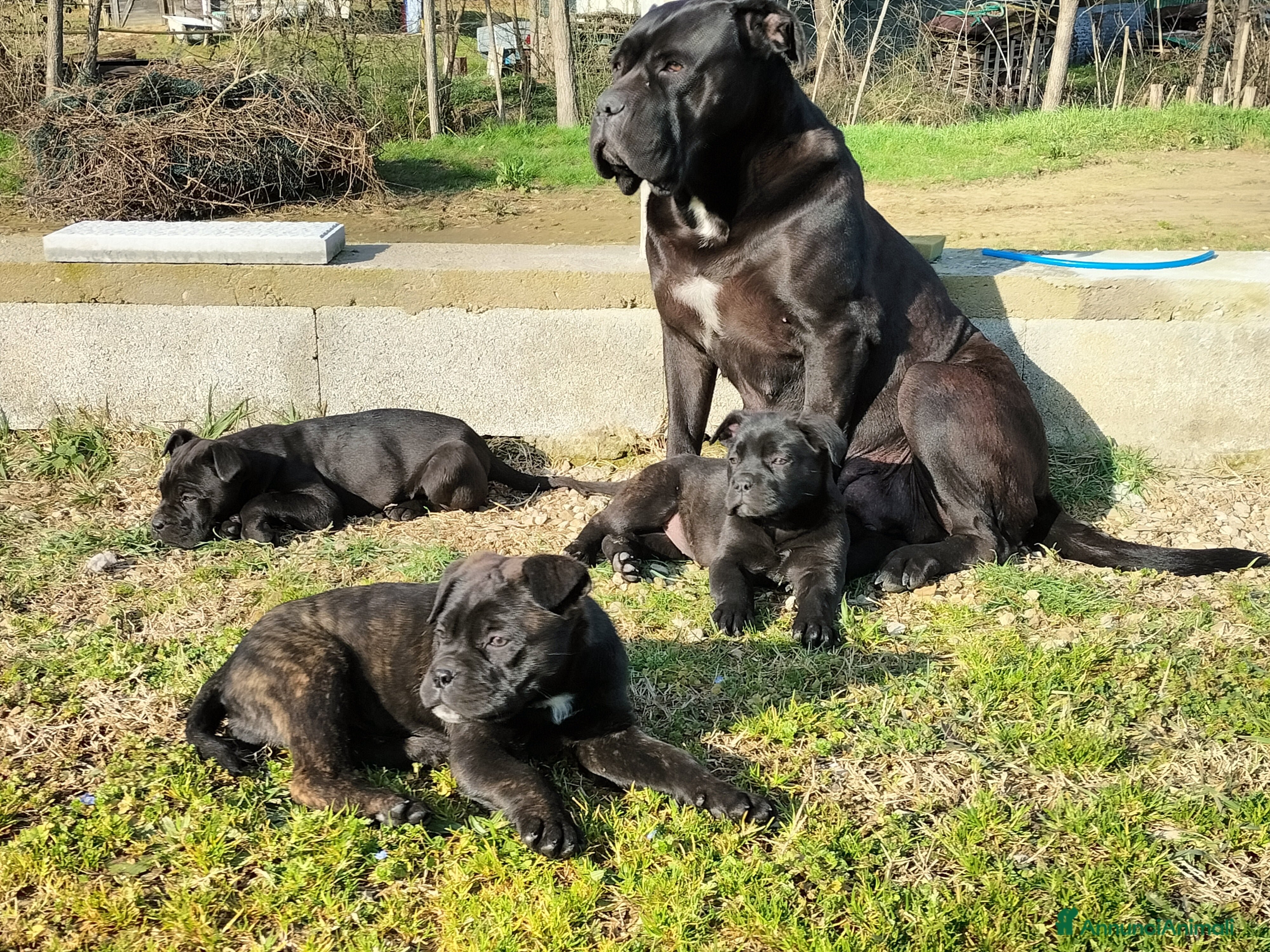 Cane Corso cani Cucciole cane corso  - Annuncio 2