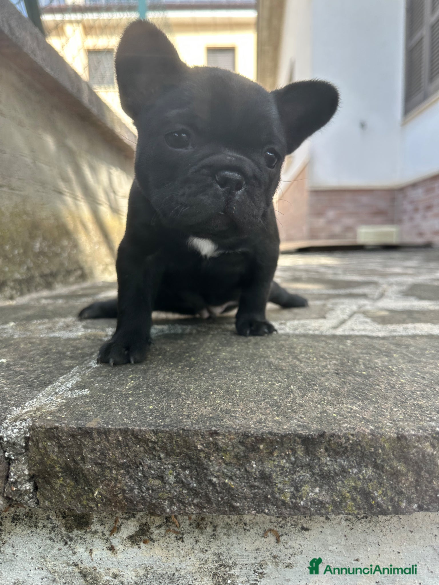 Bulldog Francese cani in vendita: bulldog francese blue occhi celesti, merlè, 2 nere - Annuncio 28