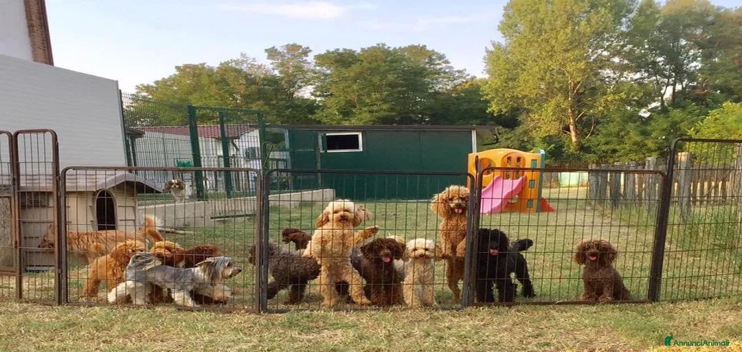 Immagine della galleria {{count}}