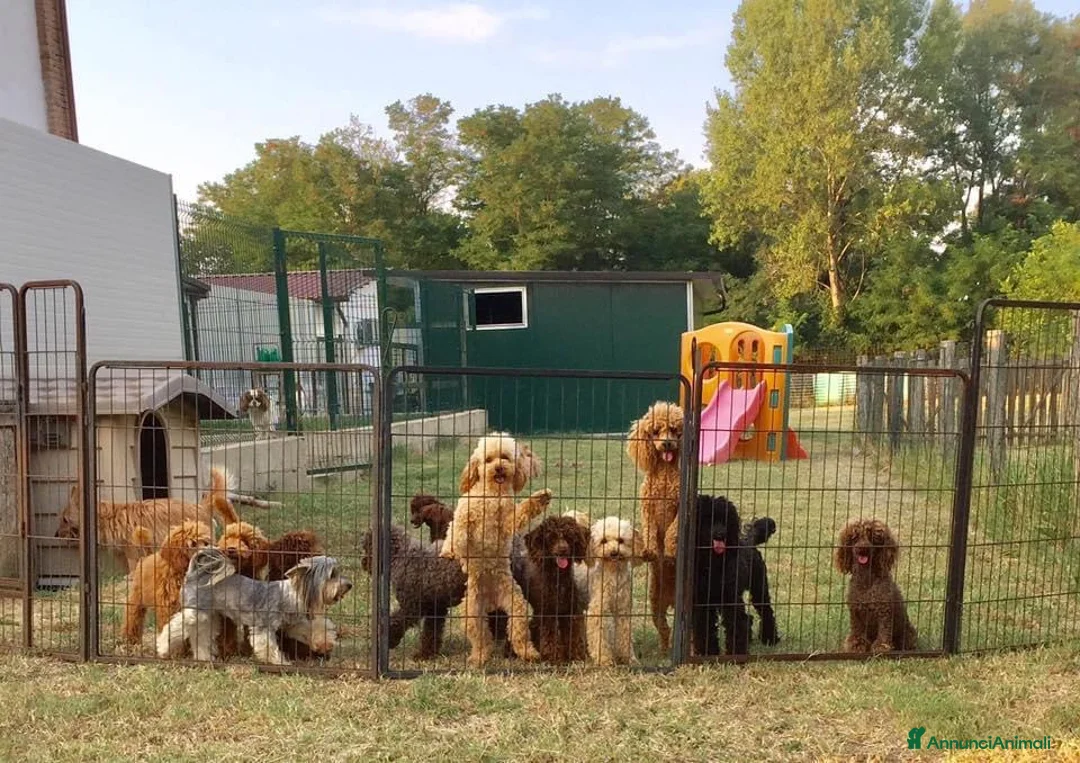 Immagine della galleria {{count}}