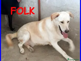 Meticcio cani FOLK solare simil labrad. - Annuncio 35