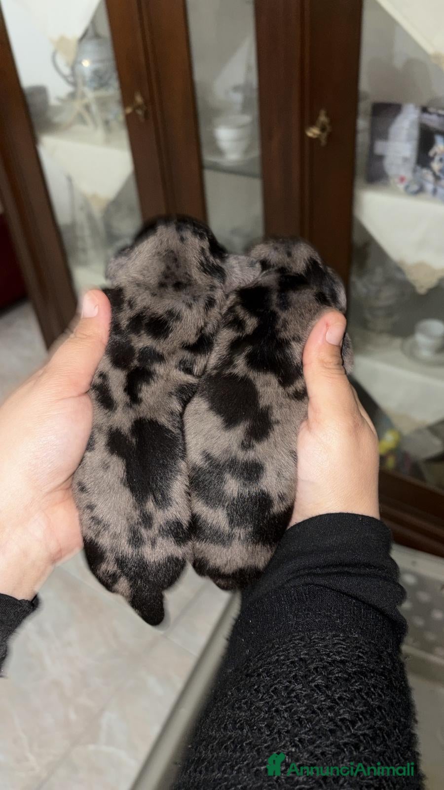 Bassotto cani Cuccioli Bassotto Arlecchino maschi  - Annuncio 2