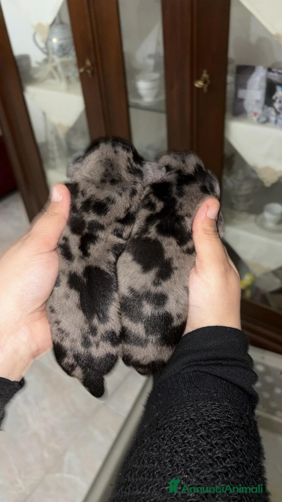 Bassotto cani in vendita: Cuccioli Bassotto Arlecchino maschi  - Annuncio 1