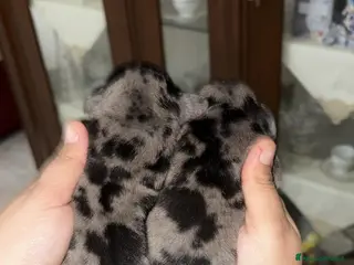 Bassotto cani Cuccioli Bassotto Arlecchino maschi - Annuncio 2