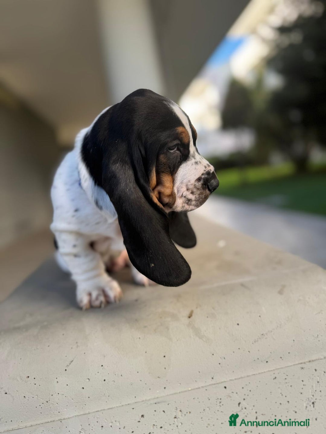 Bassethound cani in vendita: cuccioli di bassethound - Annuncio 5