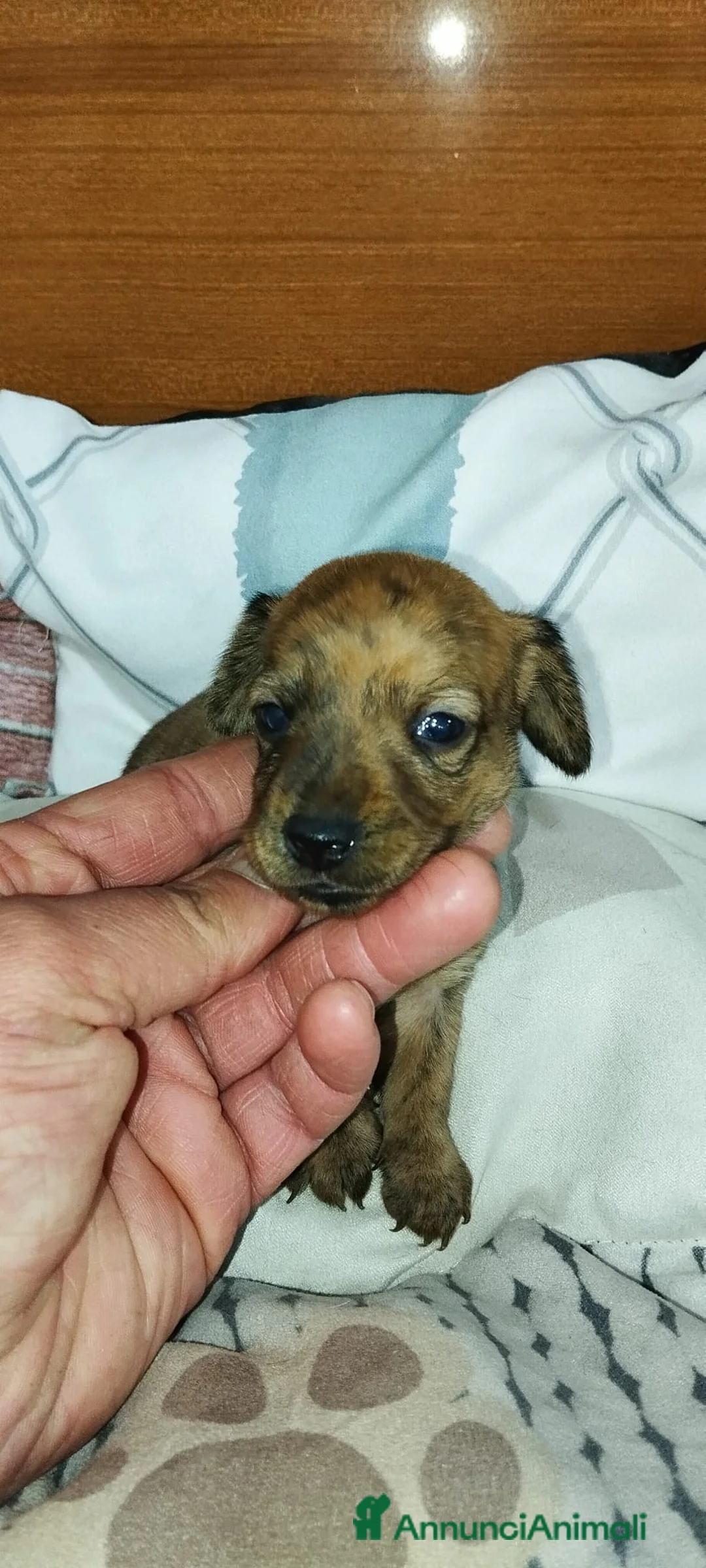 Bassotto cani in vendita: Bassotti tedeschi  - Annuncio 4