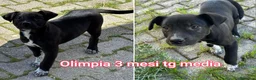 Meticcio cani in regalo: TROPPI CUCCIOLI ABBANDONATI! a Provincia di Verona - Annuncio 8