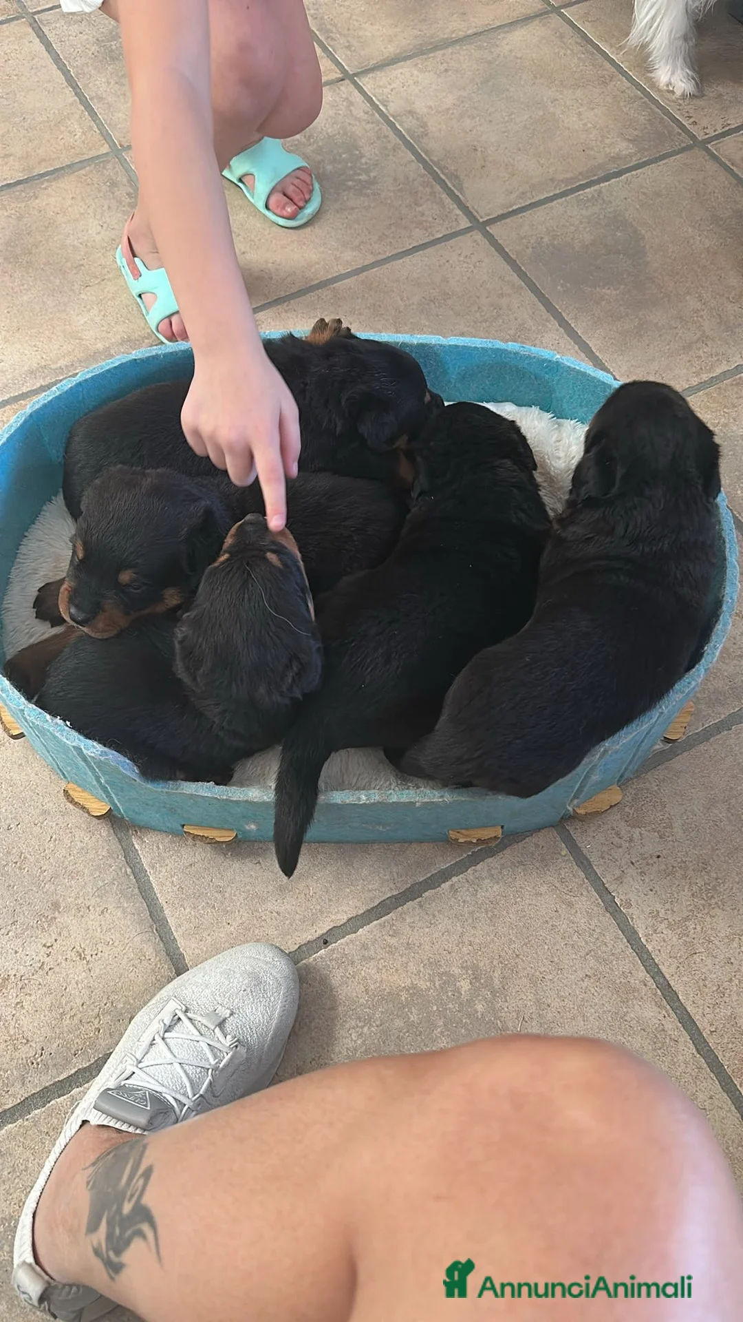 Rottweiler cani in vendita: Cuccioli rottweiler  - Annuncio 2