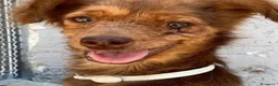 Meticcio cani in regalo: PICCINA di 6 KG, IN CANILE DA 10 ANNI.  - Annuncio 2