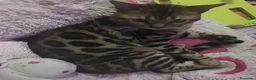 Bengala gatti in vendita: Gatto del Bengala Maschio  - Annuncio 4