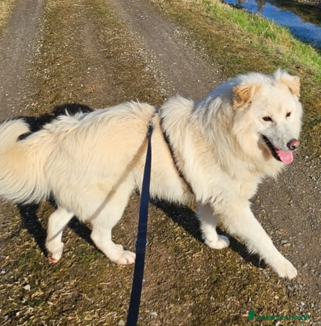 Meticcio cani in regalo: Bubu batuffolone splendido in box da 2anni!NOVARA a Città metropolitana di Milano - Annuncio 5