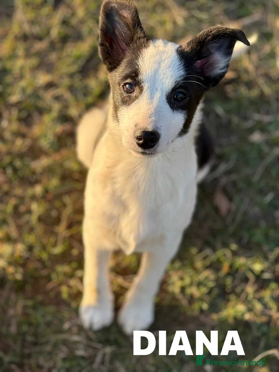 Meticcio cani in regalo: Cucciole MIX BORDER COLLIE! Splendide - Annuncio 2