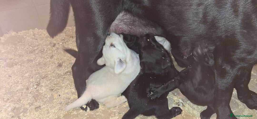 Labrador cani in vendita: Cuccioli di Labrador con pedigree - Annuncio 6