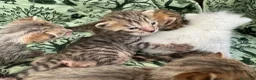Meticcio gatti in vendita: Gattini Millefiori mix Bengal  - Annuncio 3