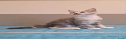 Maine Coon gatti in vendita: Cucciolata F Dolci Fusa - Annuncio 8
