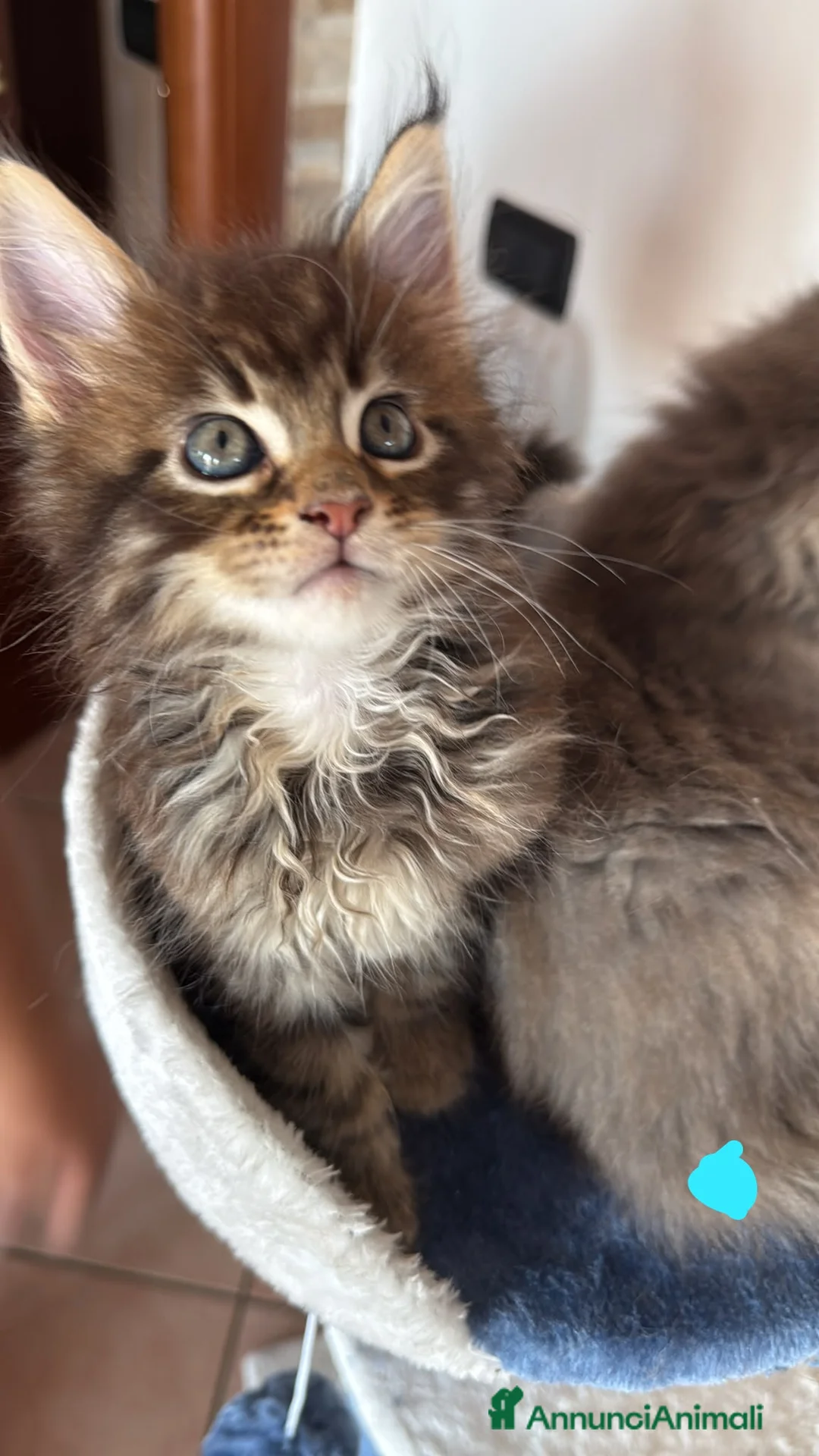 Maine Coon gatti in vendita: Maine Coon  - Annuncio 2
