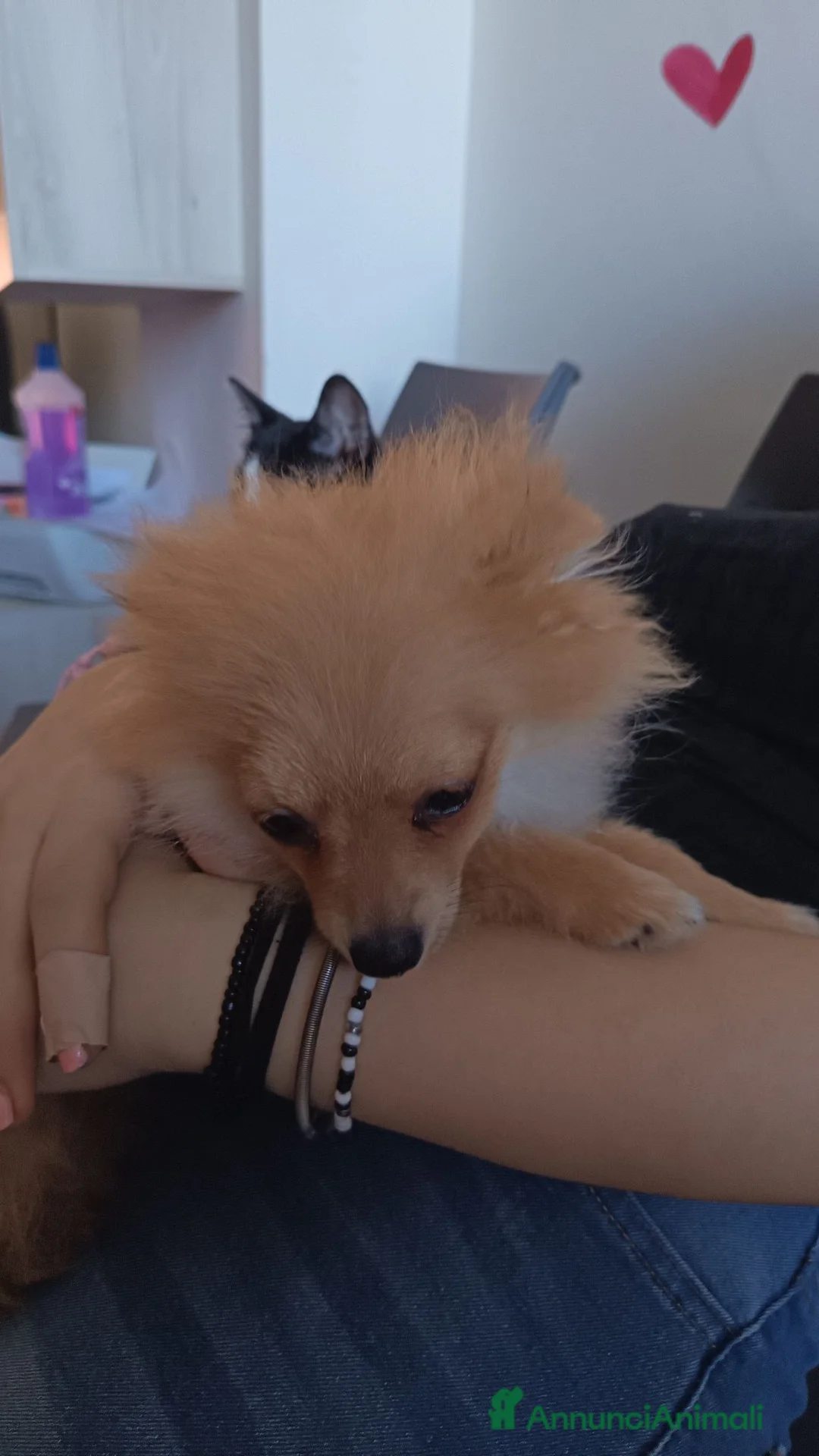 Spitz cani in vendita: Vendo un cucciolo e mamma e papa a Città Metropolitana di Torino - Annuncio 2