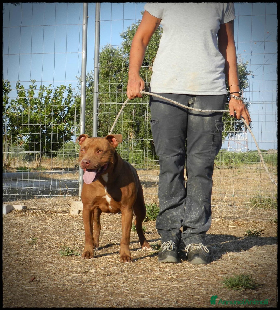 Pitbull cani in regalo: Pasha pit superbravo a Città metropolitana di Milano - Immagine 15