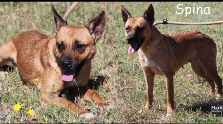 Meticcio cani Spina pastorina adulta in miniatura(9/10kh)mollata a Città metropolitana di Milano - Annuncio 17