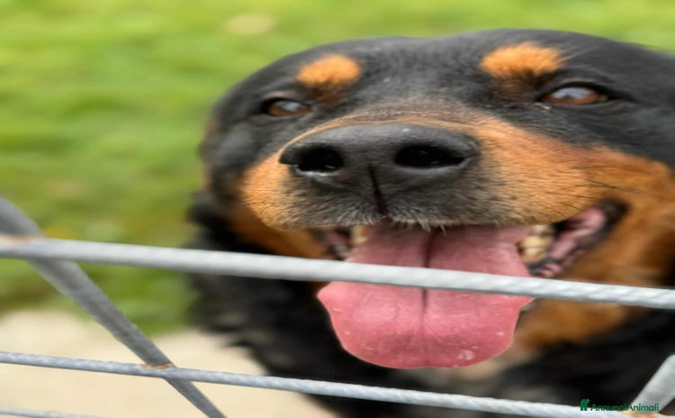 Rottweiler cani - Annuncio 1