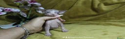 Sphynx gatti in vendita: Cuccioli di sphynx disponibile  - Annuncio 4