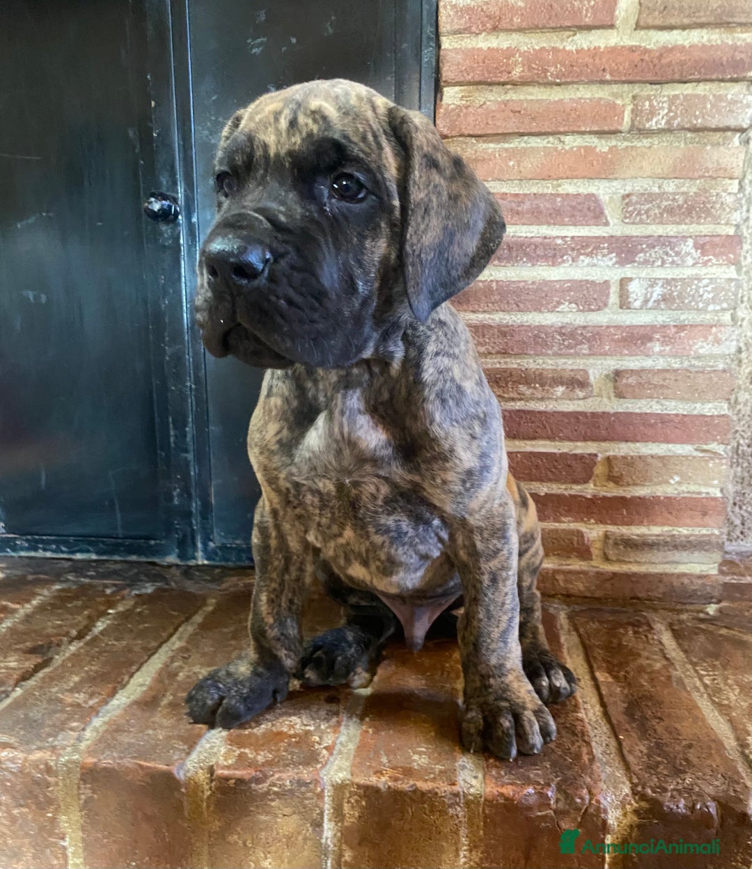 Alano cani in vendita: Alano tigrato - Annuncio 2