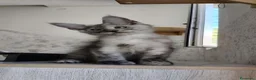 Maine Coon gatti in vendita: Cucciolo Maine Coon black smoke maschio - Annuncio 6