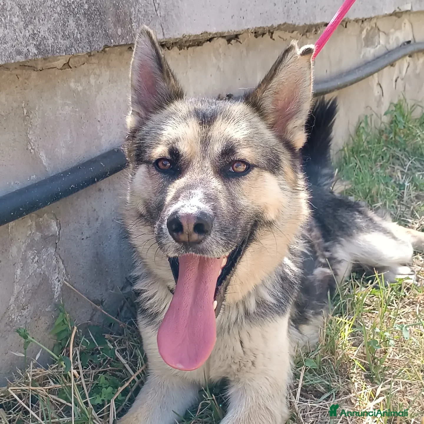 Meticcio cani OTTO derivato pastore tedesco in adozione a Provincia di Latina - Annuncio 25