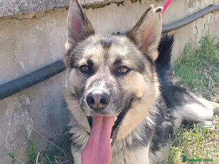 Meticcio cani OTTO derivato pastore tedesco in adozione a Provincia di Latina - Annuncio 15