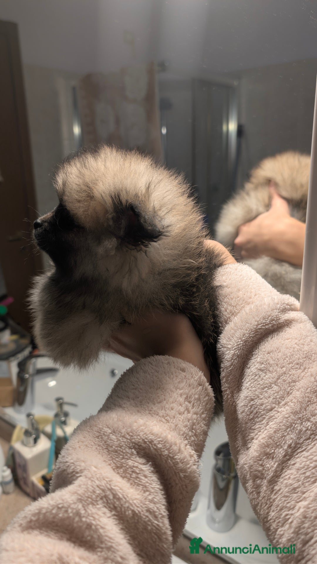 Volpino Pomerania cani in vendita: Volpino pomerania pedigree - Annuncio 9