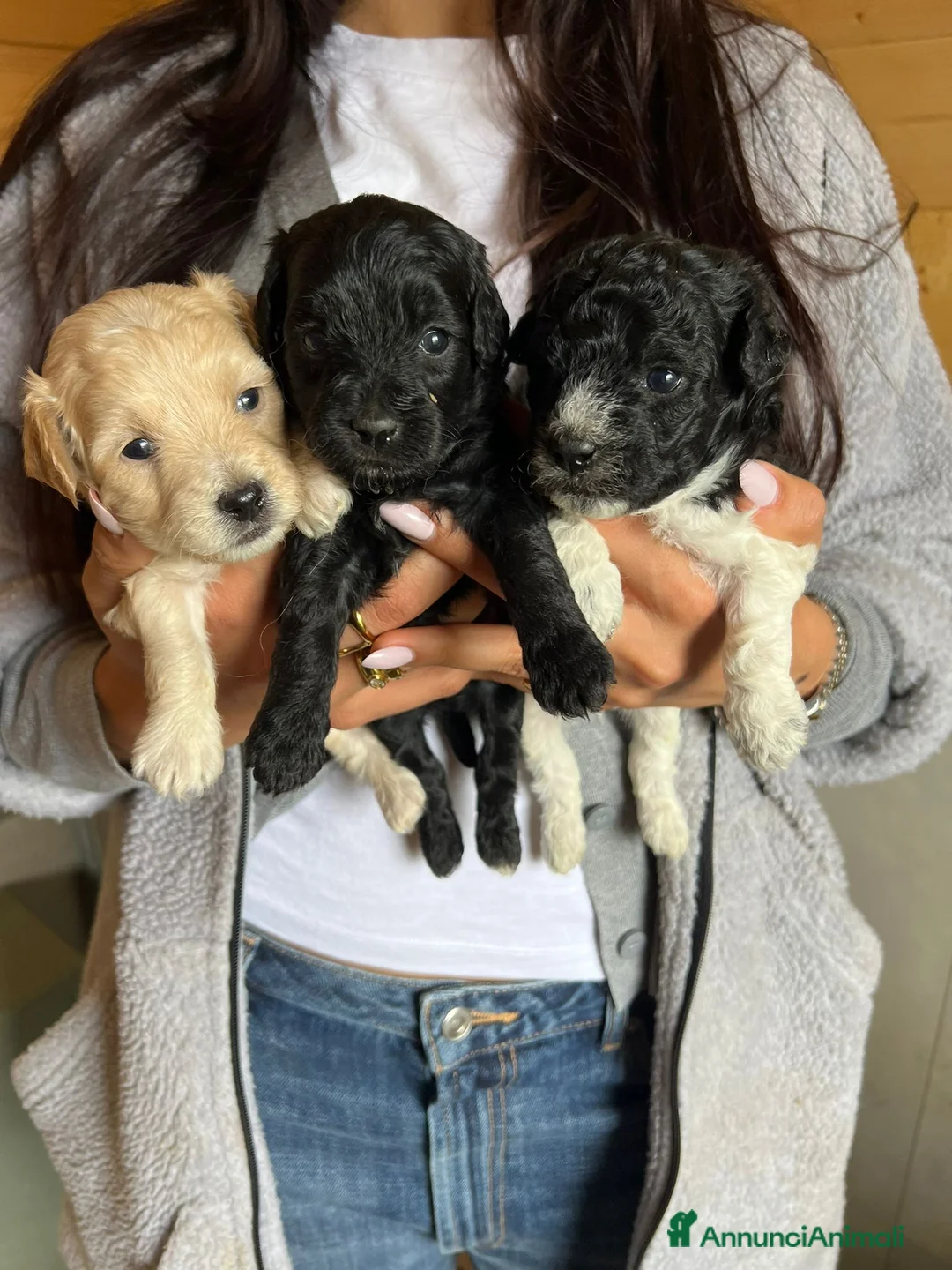 Maltipoo cani in vendita: maltipoo  - Annuncio 3