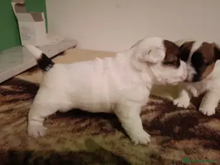 Jack Russell cani Femmina di Jack Russel - Annuncio 1