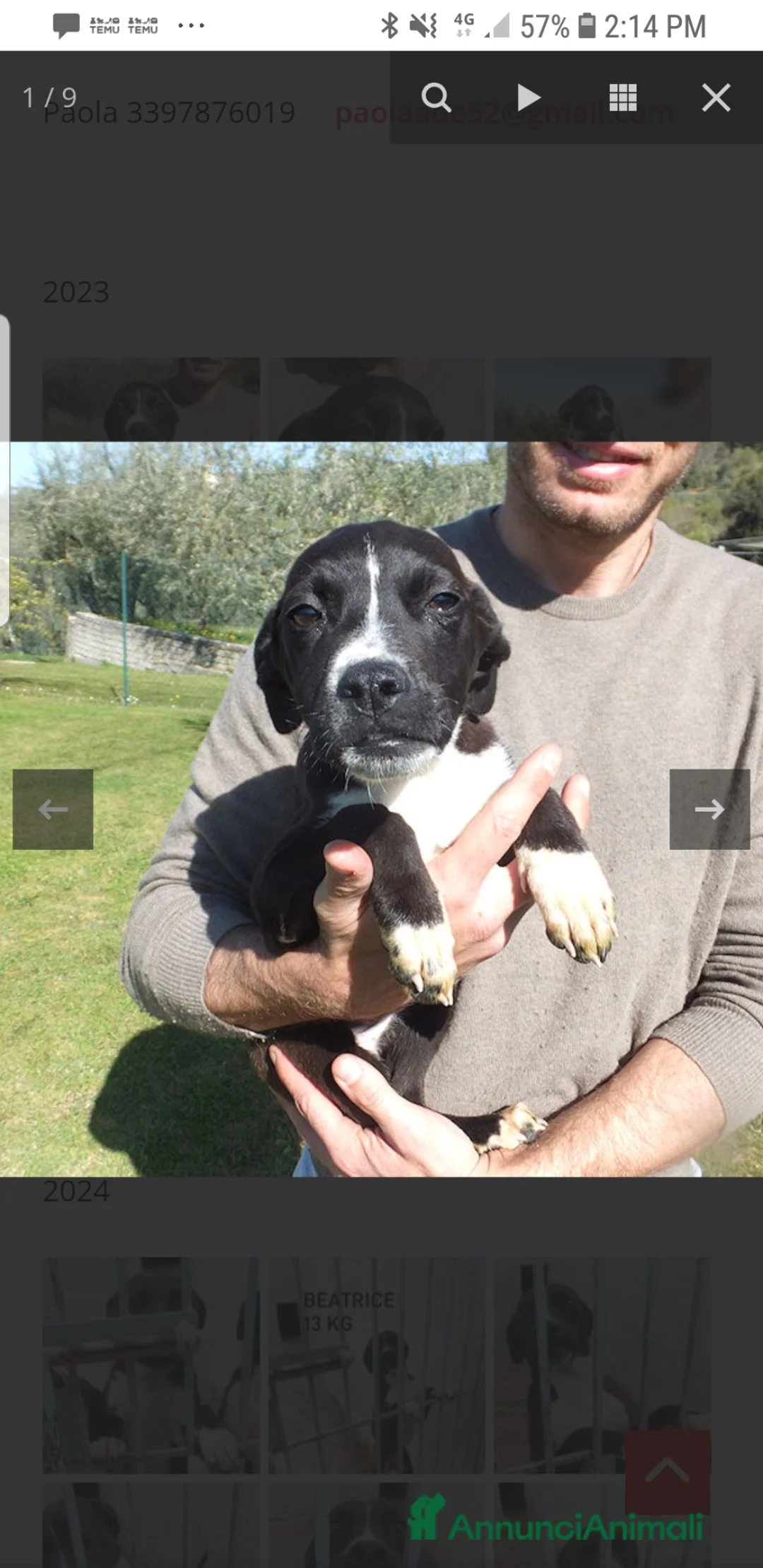 Meticcio cani in regalo: ADOZ.DEL💔:abbandonata neonata,dolce,bella a Provincia autonoma di Bolzano - Alto Adige - Annuncio 2