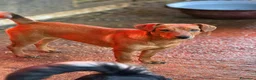 Meticcio cani in regalo: NIKITA, trottolina tutta coccole! TG PICCOLA - Annuncio 6