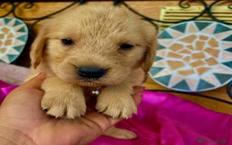 Golden Retriever cani in vendita: Golden retriever americano  - Annuncio 5