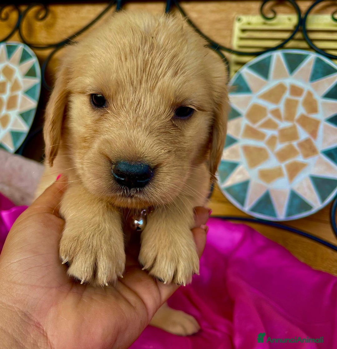 Golden Retriever cani in vendita: Golden retriever americano  - Annuncio 5