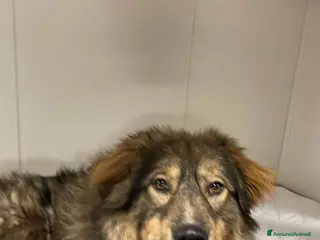 Pastore dei Carpazi cani Vax, dietro la sua stazza c è tanto amore - Annuncio 27