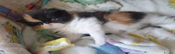 Persiano gatti in vendita: gattini persiani - Annuncio 11